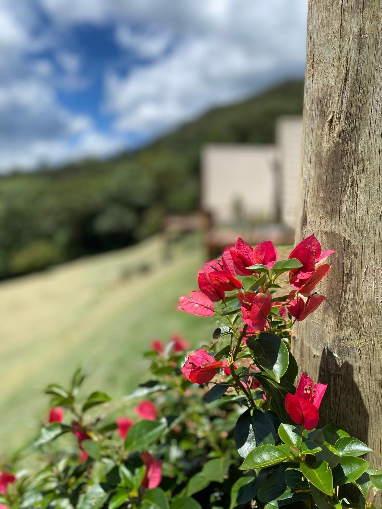 Chales Fazenda Floresta Das Araucarias Cunha Εξωτερικό φωτογραφία