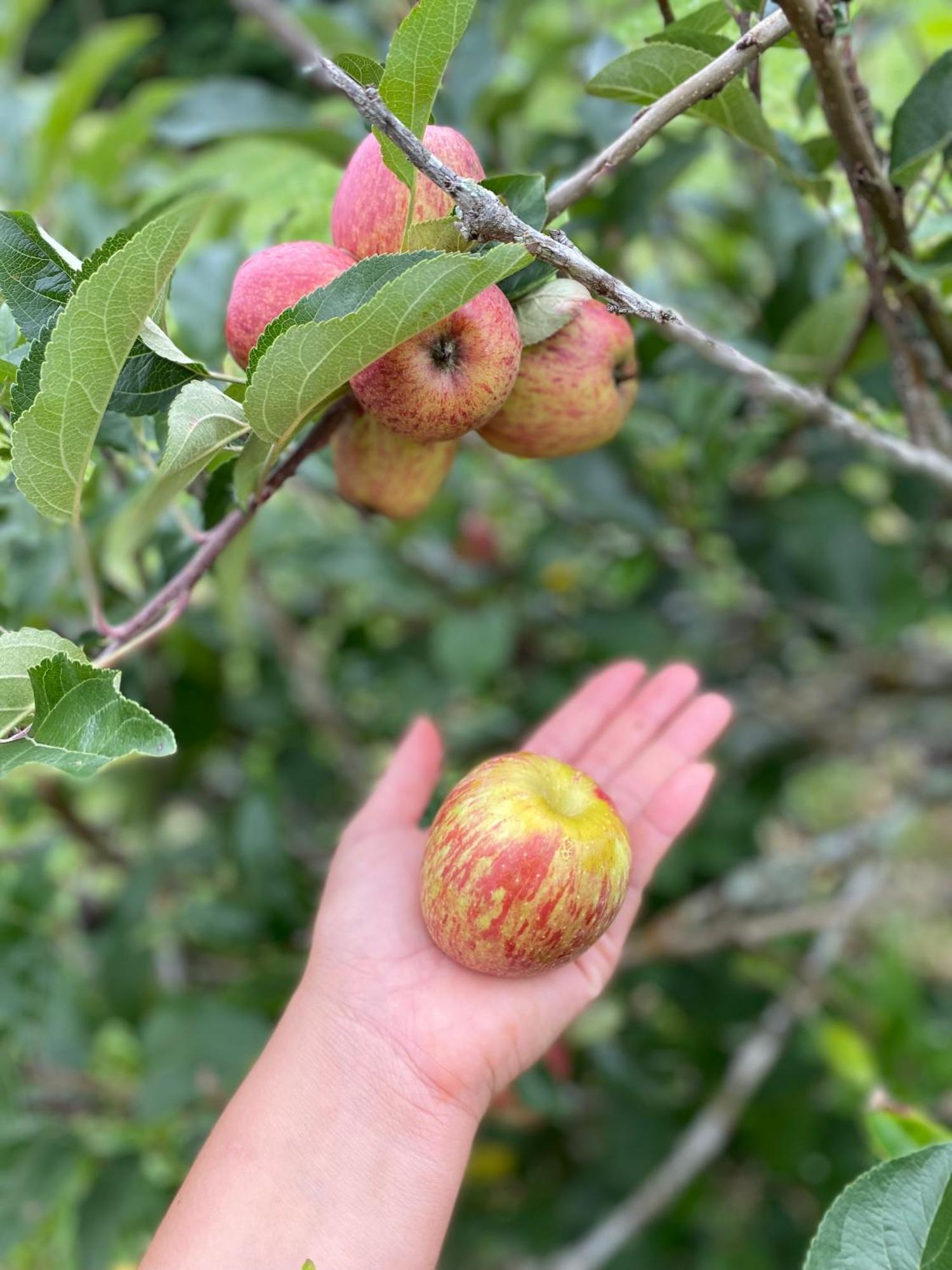 Chales Fazenda Floresta Das Araucarias Cunha Εξωτερικό φωτογραφία