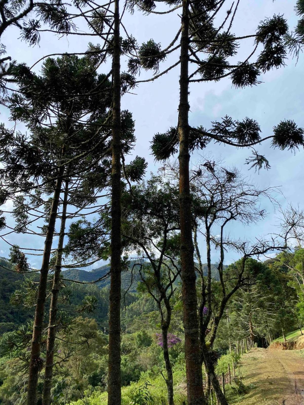 Chales Fazenda Floresta Das Araucarias Cunha Εξωτερικό φωτογραφία
