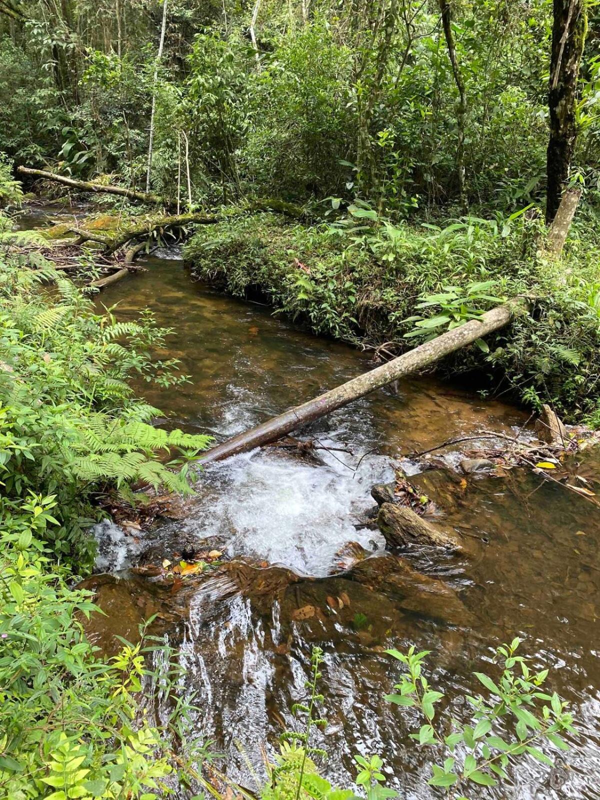 Chales Fazenda Floresta Das Araucarias Cunha Εξωτερικό φωτογραφία